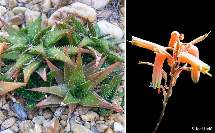 Aloe jucunda ©JLcoll.305